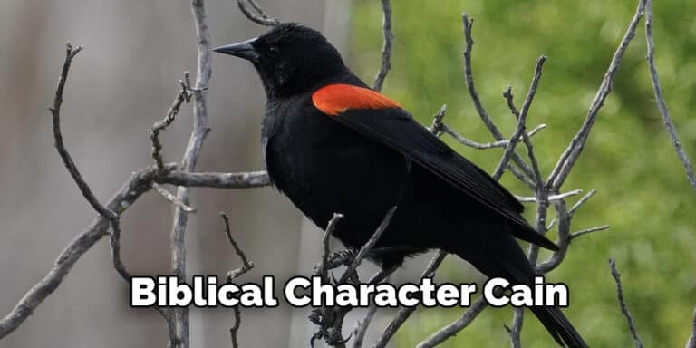 What Does The Red Winged Blackbird Symbolize Explained 2022 
