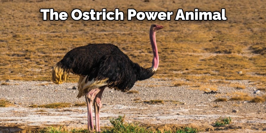 the ostrich power animal