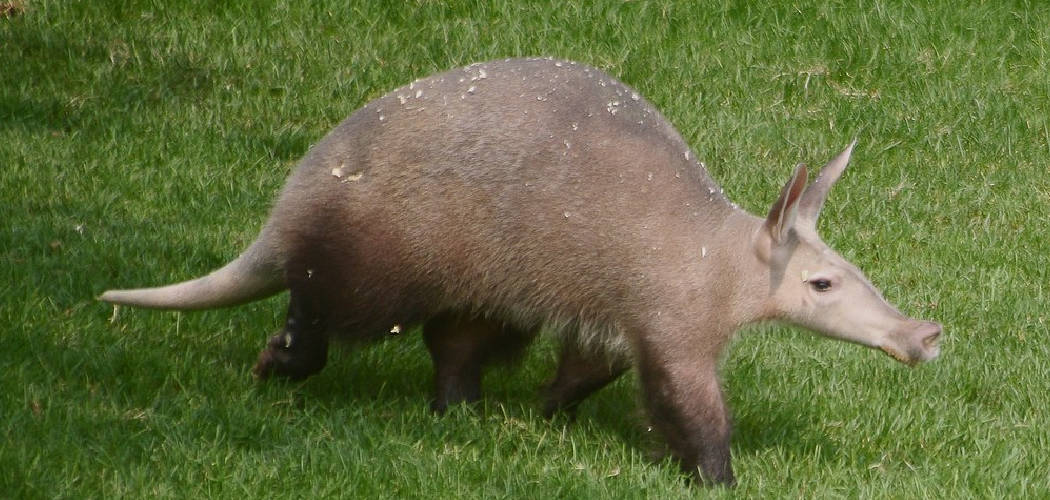 Aardvark Symbolism