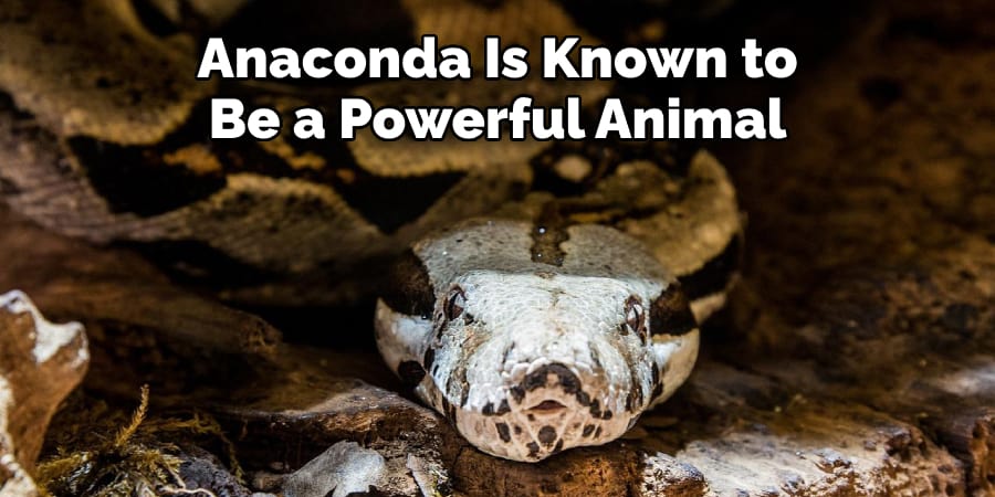 Anaconda Is Also Known to Be a Very Powerful Animal