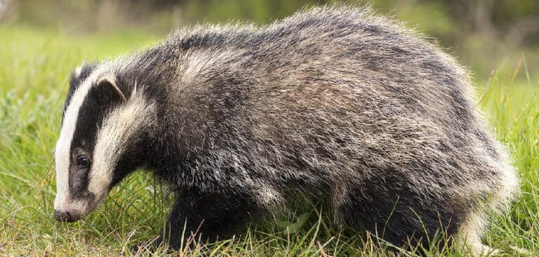 badger-spiritual-meaning-symbolism-and-totem-explained