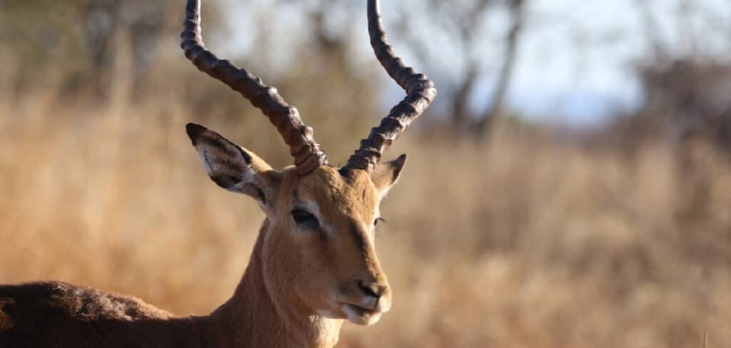 Antelope Spiritual Meaning