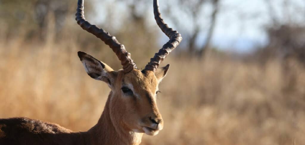 Antelope Spiritual Meaning