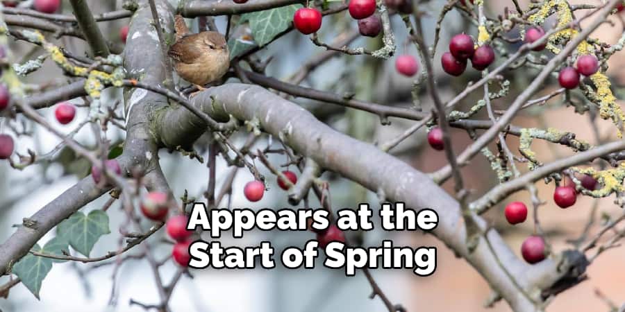 Appears at the Start of Spring