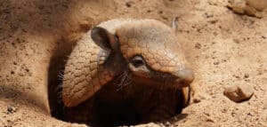 Armadillo Spiritual Meaning, Symbolism, and Totem | Explained