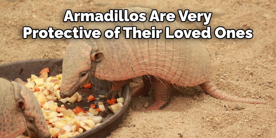  Armadillos Are Very Protective of Their Loved Ones