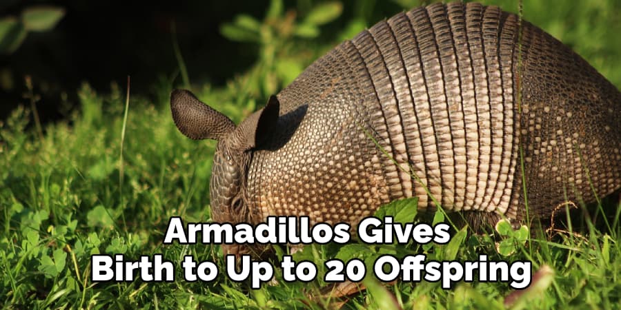 Armadillos Gives Birth to Up to 20 Offspring