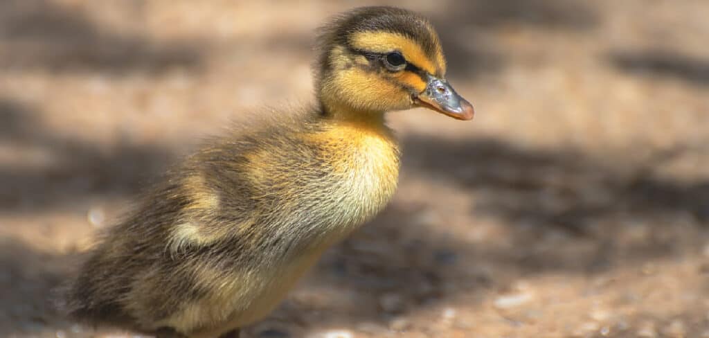 Baby Duck Dream Meaning