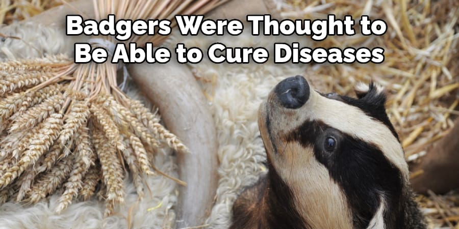 Badgers Were Thought to  Be Able to Cure Diseases