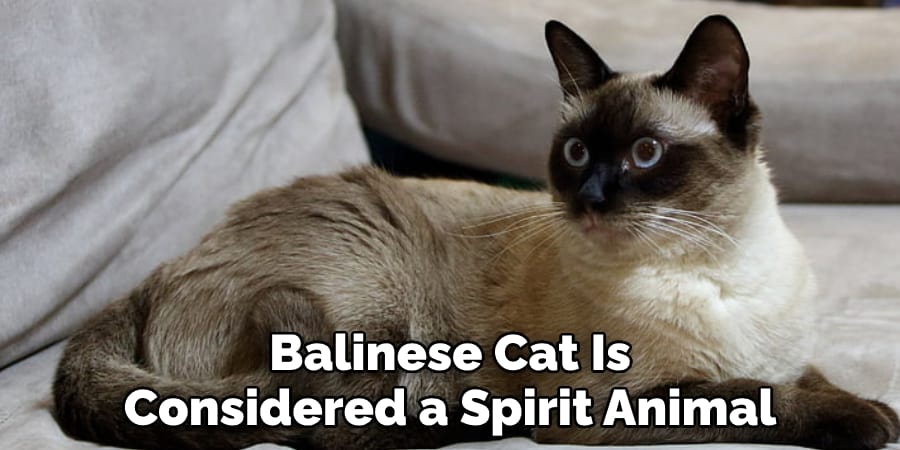 Balinese Cat Is  Considered a Spirit Animal