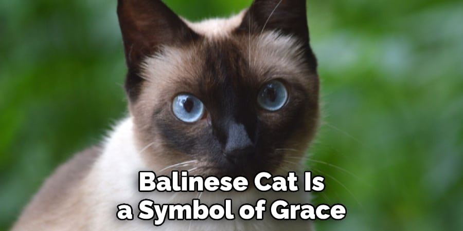 Balinese Cat Is a Symbol of Grace
