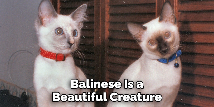 Balinese Is a Beautiful Creature