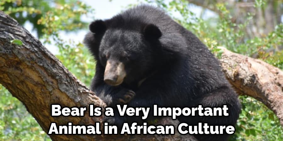 Bear Is a Very Important  Animal in African Culture