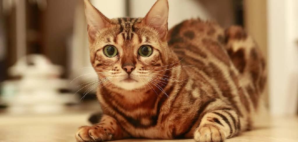 Bengal Cat Meaning
