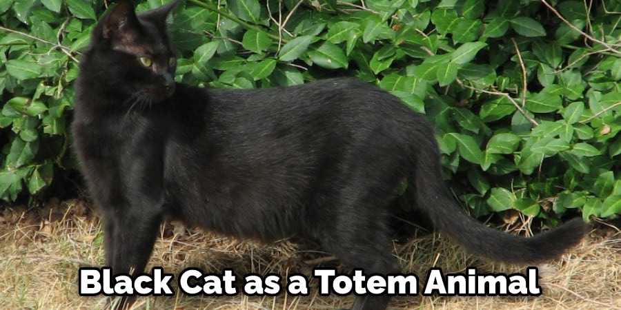 Black Cat as a Totem Animal