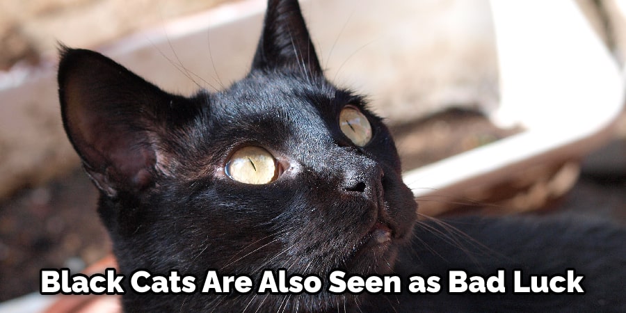 Black Cats Are Also Seen as Bad Luck