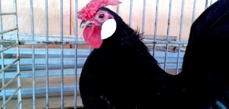 Black Hen Dream Meaning Explained 2022 