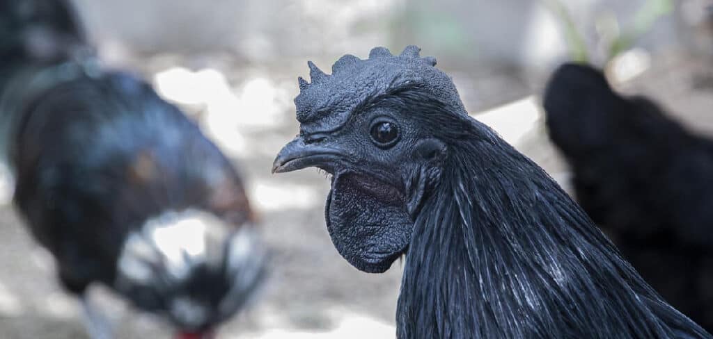 Black Hen Meaning