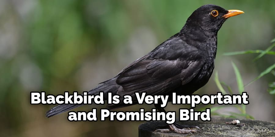 Blackbird Is a Very Important and Promising Bird