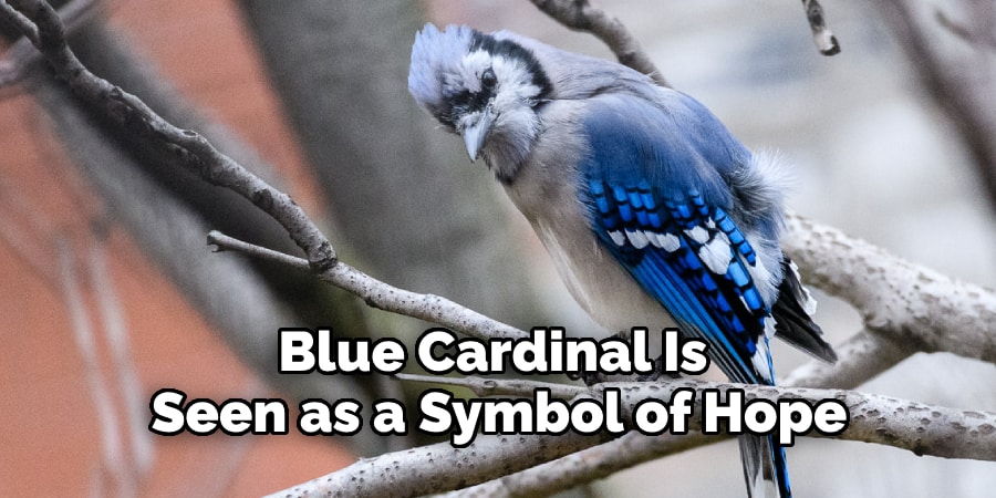 Blue Cardinal Is  Seen as a Symbol of Hope