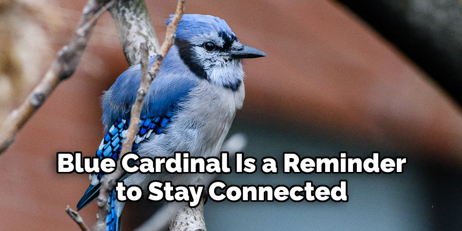 Blue Cardinal Is a Reminder  to Stay Connected