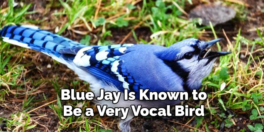 Blue Jay Is Known to  Be a Very Vocal Bird