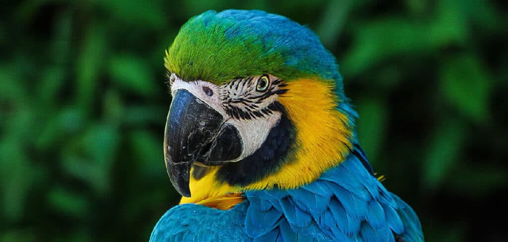 Blue Parrot Dream Meaning
