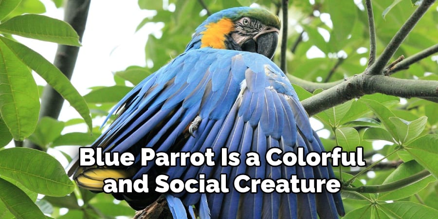 Blue Parrot Is a Colorful  and Social Creature