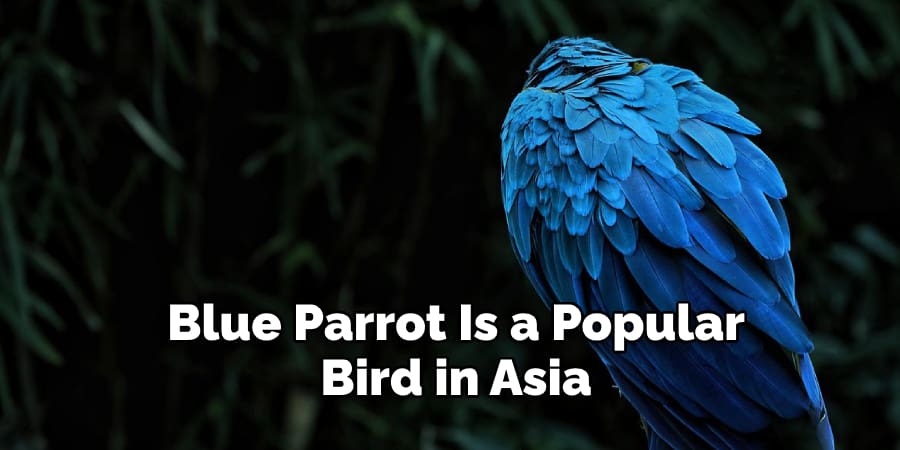 Blue Parrot Is a Popular Bird in Asia