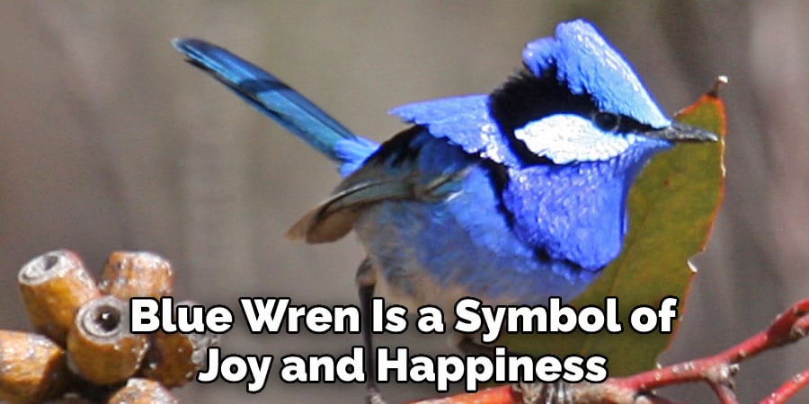 Blue Wren Is a Symbol of  Joy and Happiness