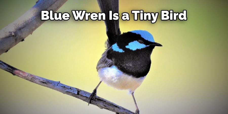 Blue Wren Is a Tiny Bird 
