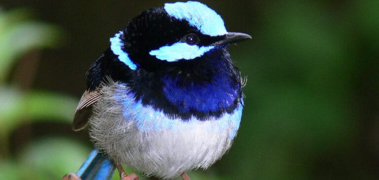 What Does A Blue Wren Symbolism