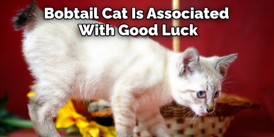 Bobtail Cat Is Associated With Good Luck