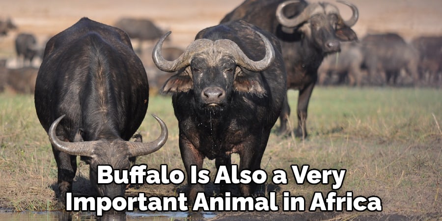 Buffalo Is Also a Very Important Animal in Africa