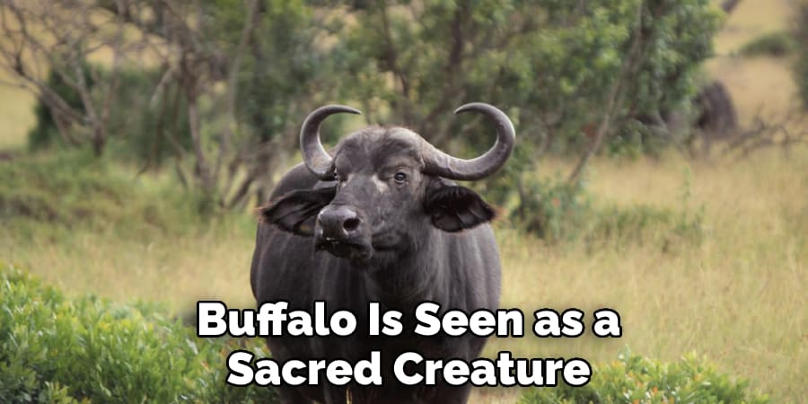 Buffalo Is Seen as a Sacred Creature