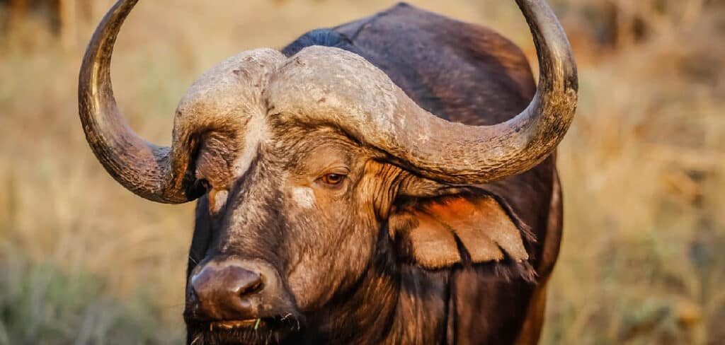 Buffalo Spiritual Meaning, Symbolism, and Totem
