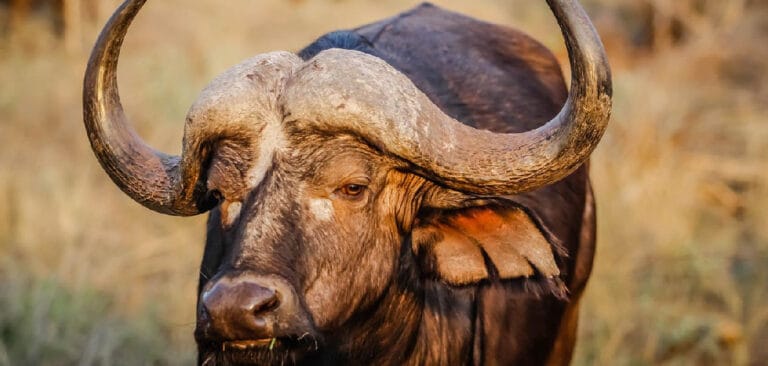 buffalo-spiritual-meaning-symbolism-and-totem-2022