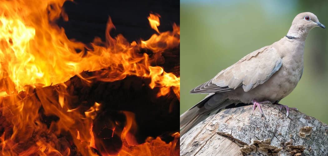 Burning Dove Spiritual Meaning, Symbolism, and Totem
