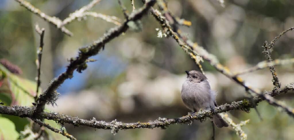 Bushtit Spiritual Meaning