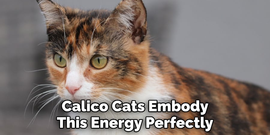 Calico Cats Embody This Energy Perfectly
