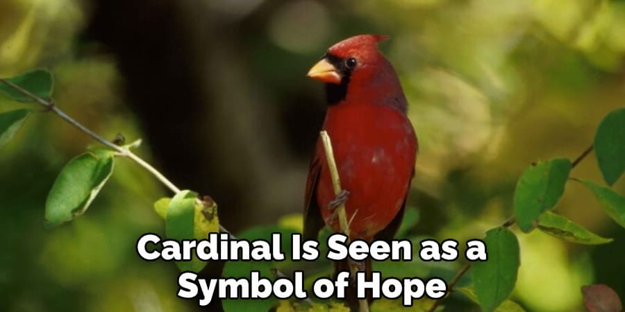 Cardinal Is Seen as a Symbol of Hope