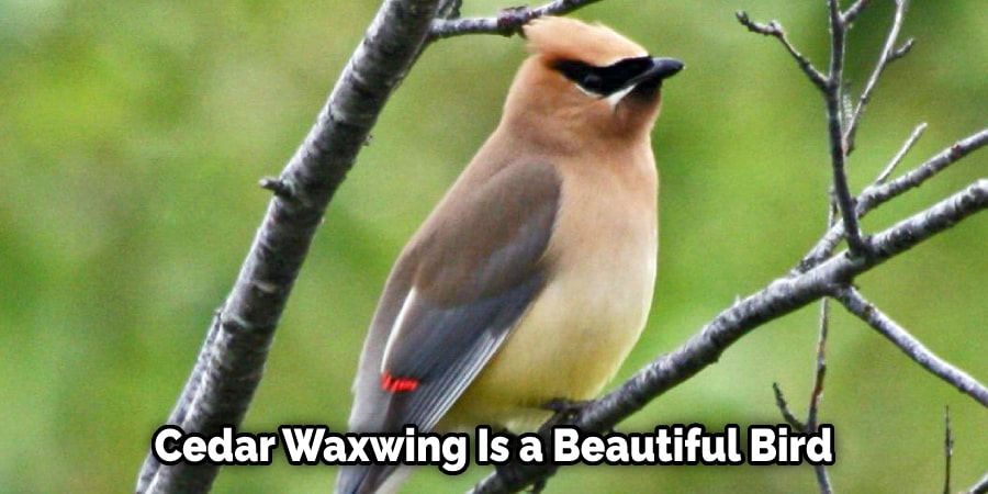 Cedar Waxwing Is a Beautiful Bird