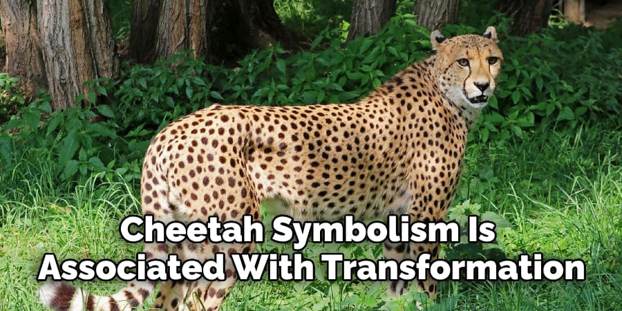 Cheetah Symbolism Is Associated With Transformation