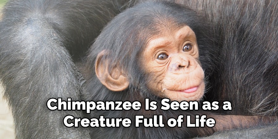 Chimpanzee Is Seen as a  Creature Full of Life