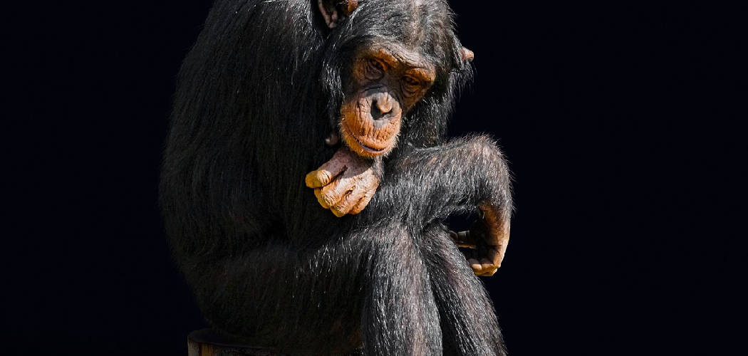 Chimpanzee Spiritual Meaning