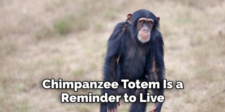 Chimpanzee Spiritual Meaning, Symbolism, and Totem (2022)