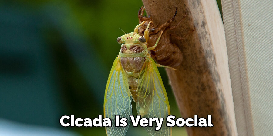 Cicada Is Very Social