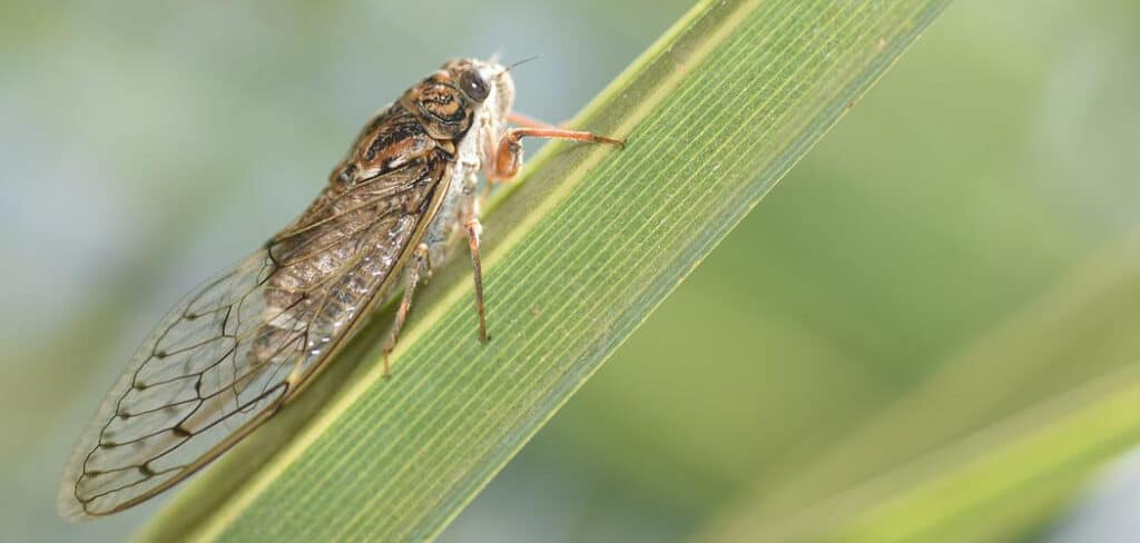 Cicada Spiritual Meaning
