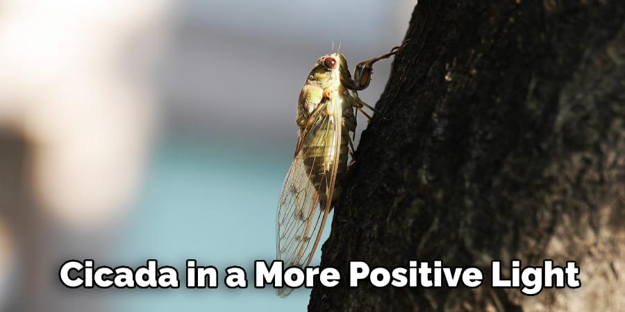 Cicada in a More Positive Light 