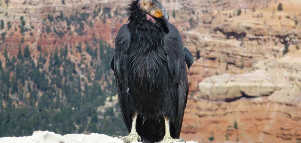 Condor Dream Meaning